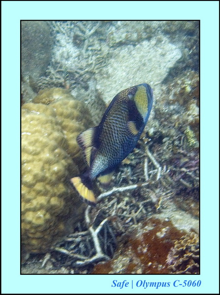 2006 - 07 - Perhentian - Plongee 111